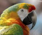 Macaw kafası